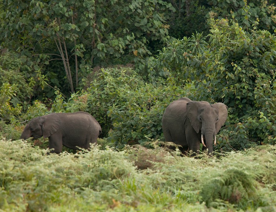 Is Hiking Safe in Wildlife Parks?