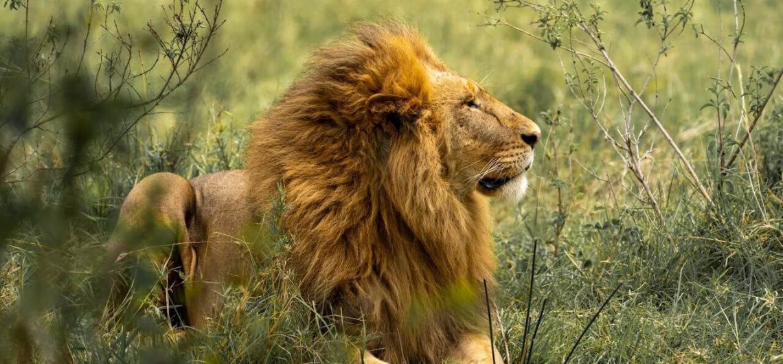 Lions in Kenya