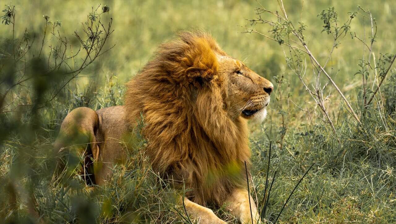 Lions in Kenya