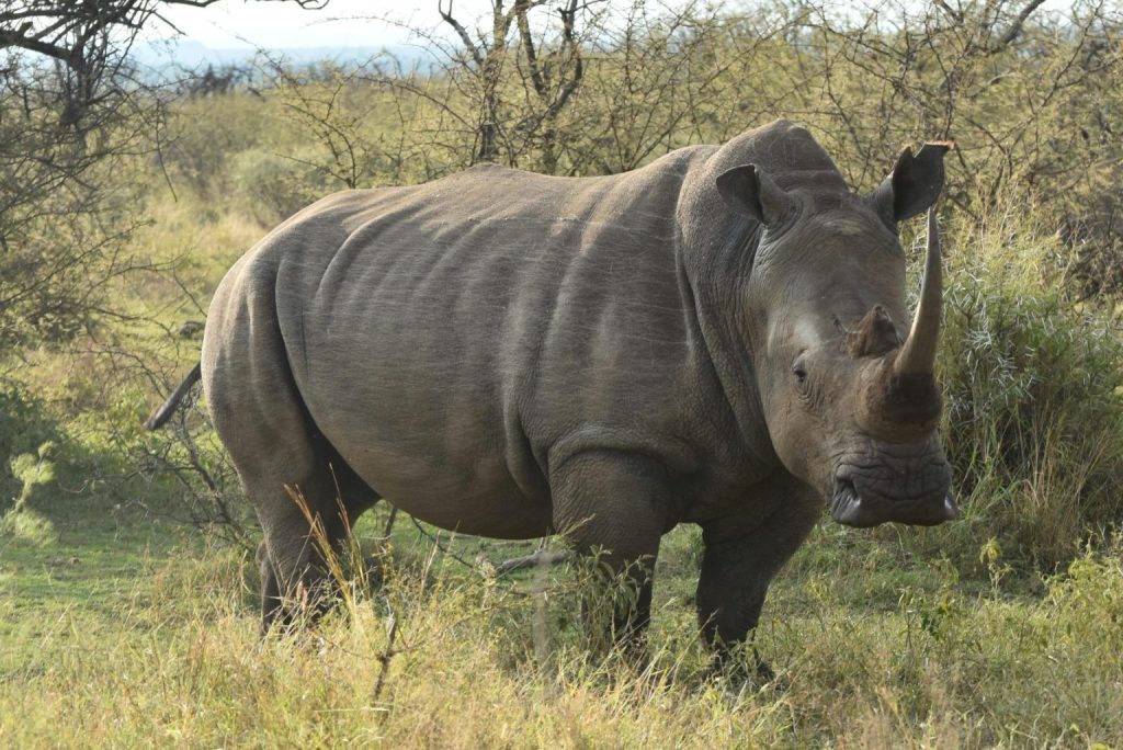 Uganda Safaris: Explore Wildlife, Gorilla Trekking & Cultural Experiences