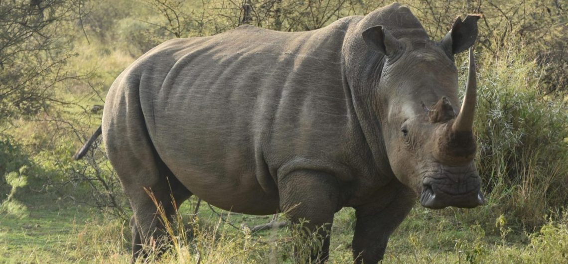 Uganda Safaris: Explore Wildlife, Gorilla Trekking & Cultural Experiences