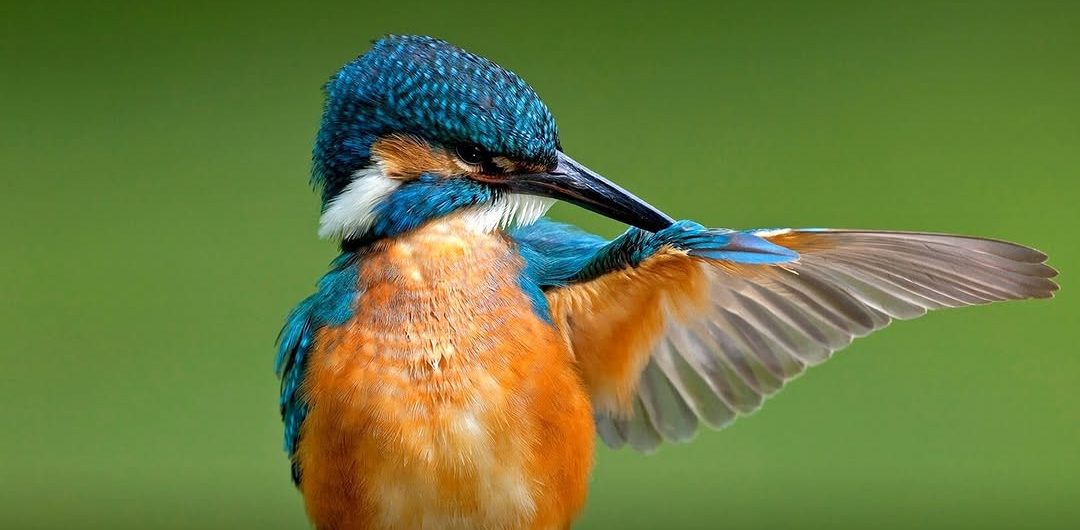 Is Birding Good During Rainy Seasons?