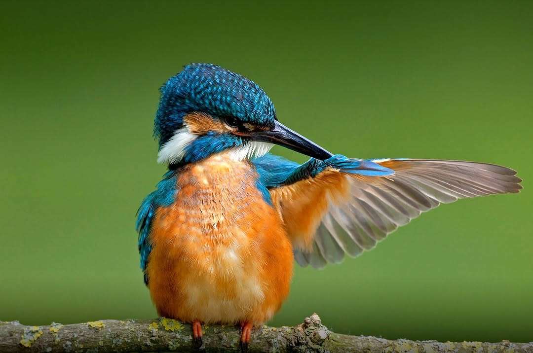 Is Birding Good During Rainy Seasons?