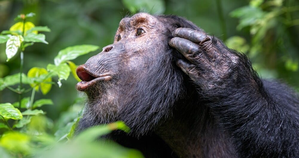 Chimpanzees in Kibale Forest National Park
