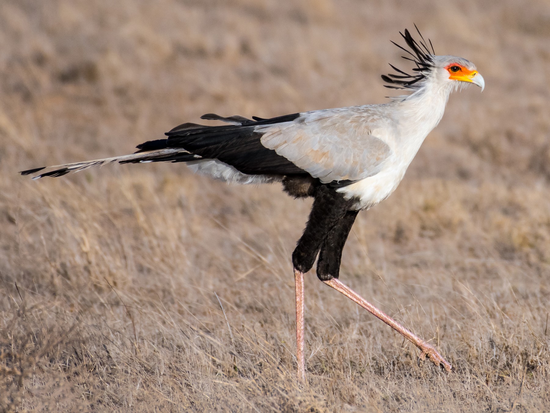 Birding in Queen Elizabeth