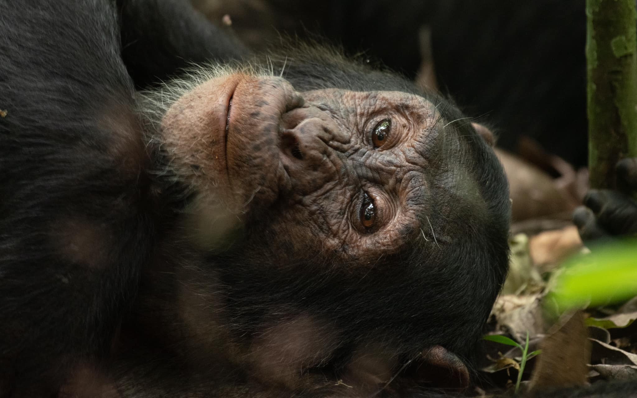 Chimpanzees in Kibale Forest National Park