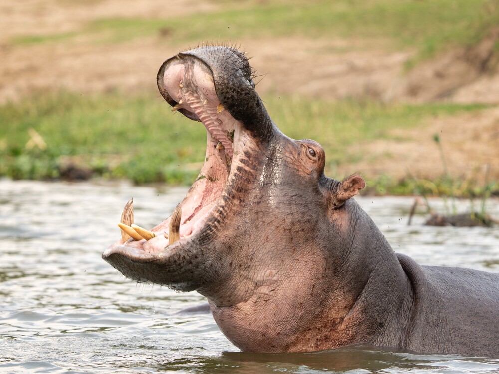 Hippos at Queen Elizabeth National Park