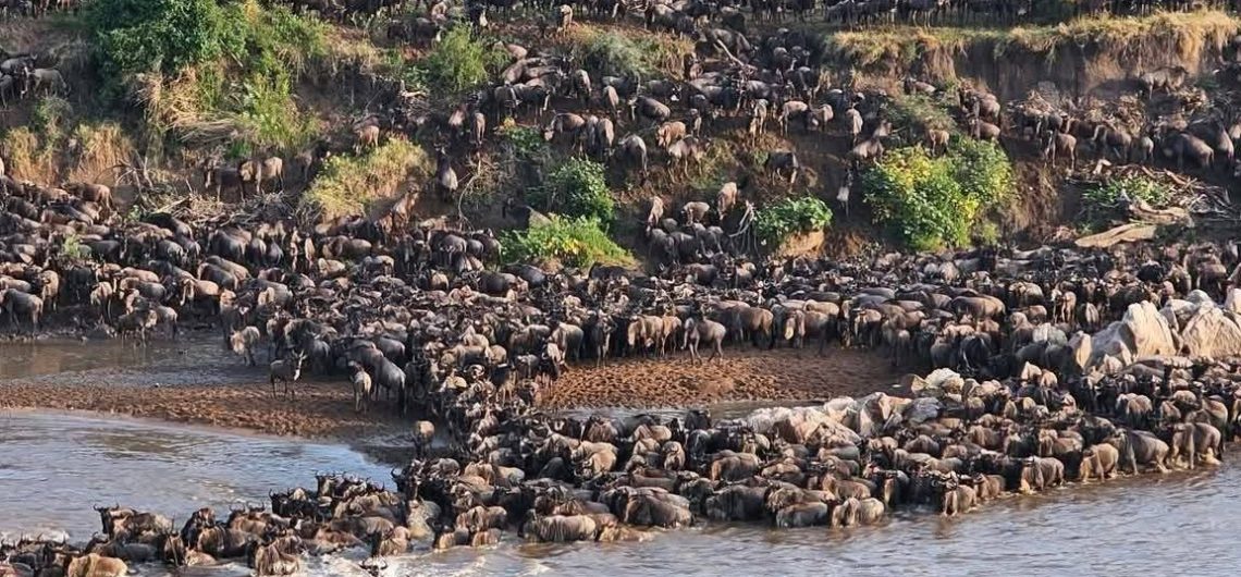 Can I See the Great Migration in the Serengeti Year-Round?