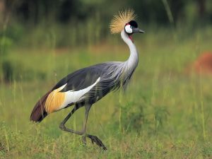How Many Bird Species Are Found in Tanzania and Kenya?