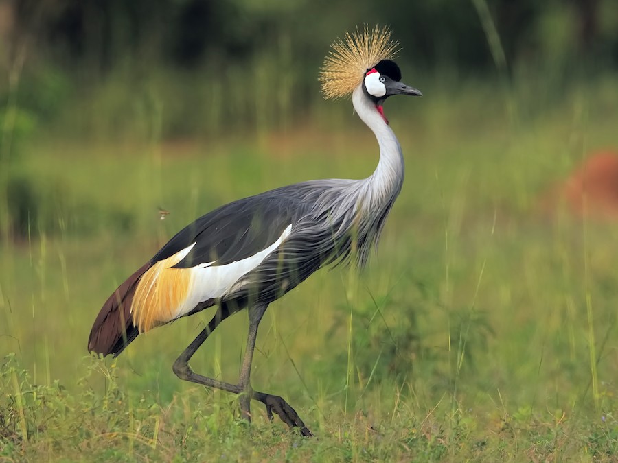 Birding in Queen Elizabeth National park