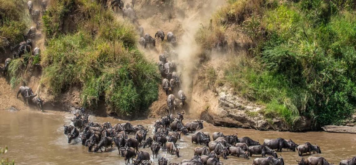 Do Birders Need a Private Guide for the Great Migration Experience?