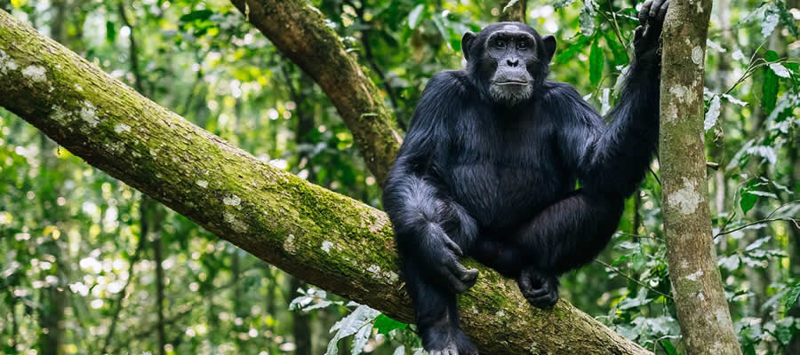 Chimpanzee Tracking In Nyungwe 