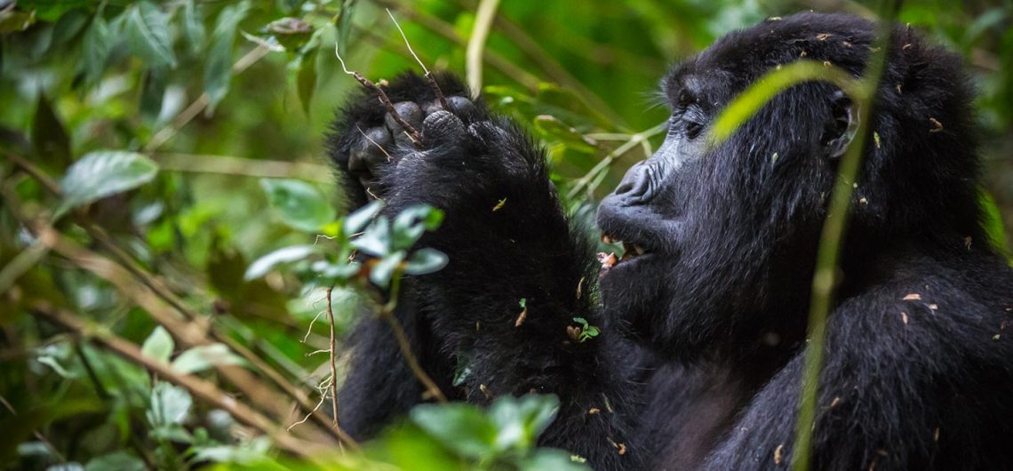 Best time for gorilla trekking in Uganda
