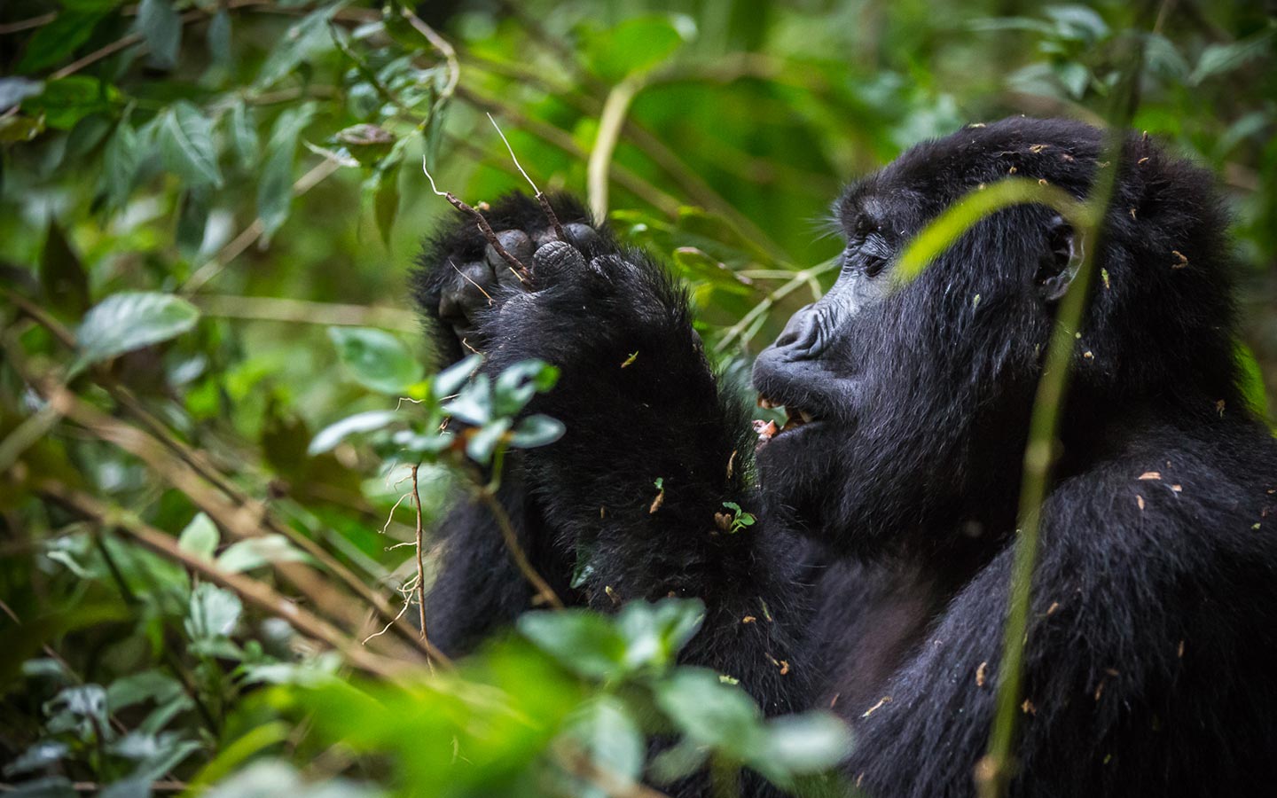 Gorilla Trekking In Rwanda