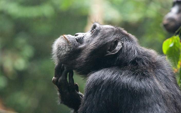 Chimpanzee Tracking in Uganda: