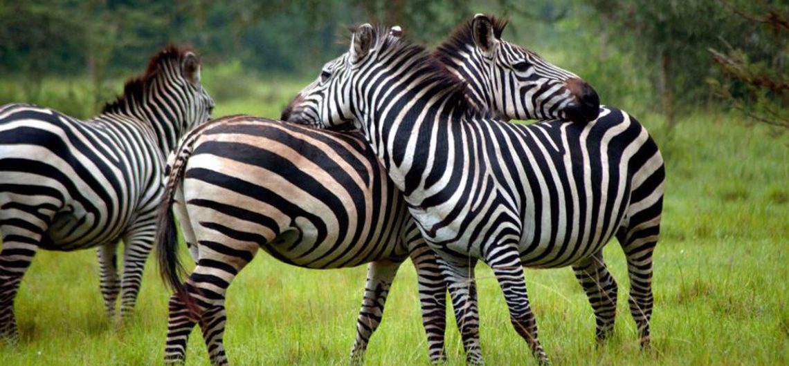 Lake Mburo National park