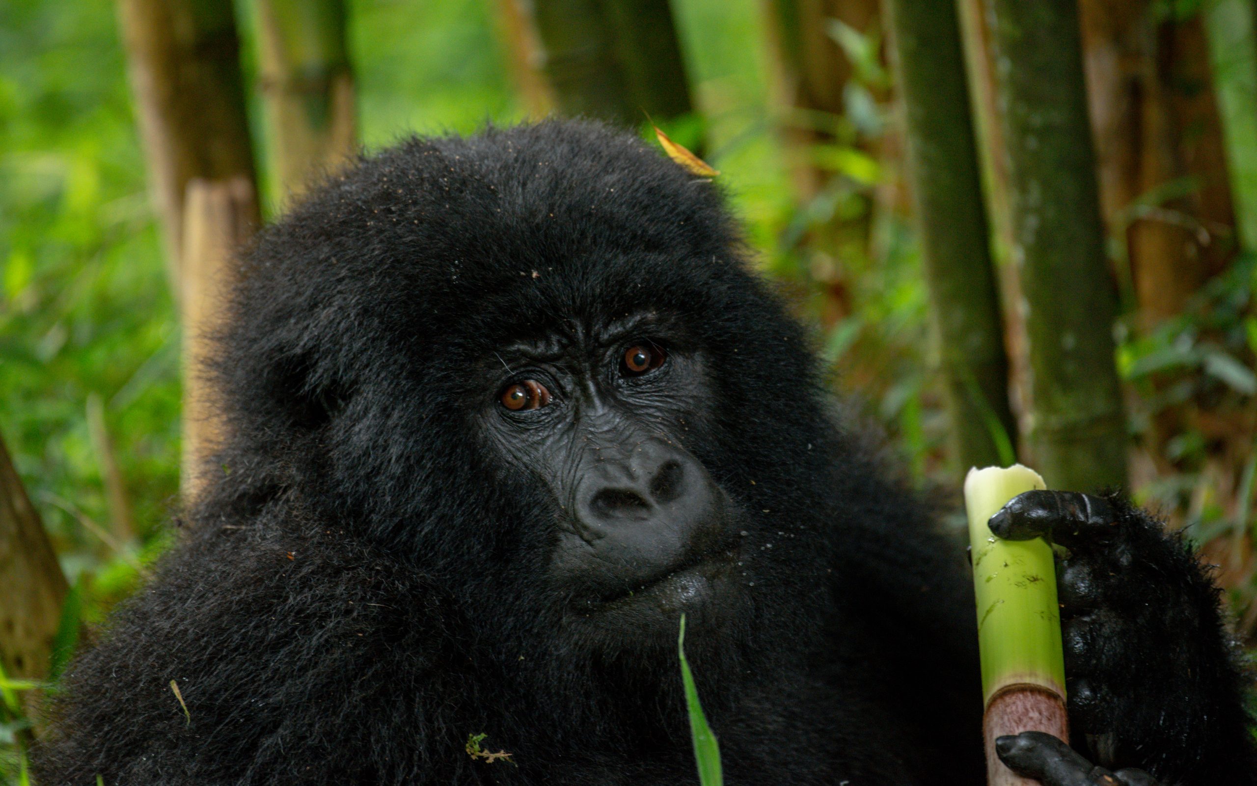 Uganda Gorilla Trekking Safari