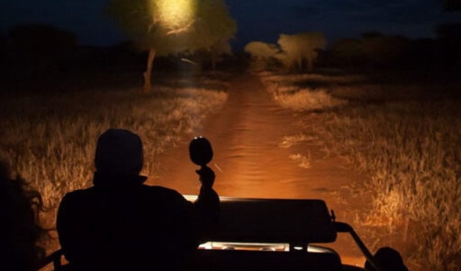 Night Game Drives in Uganda: Where to Find Them and What to Expect