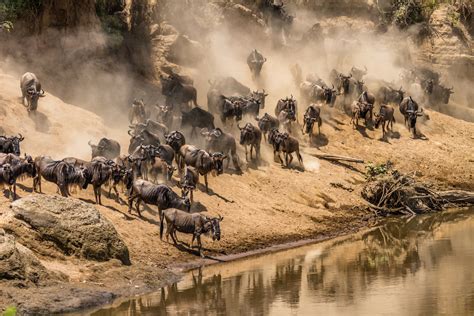 Animals Participate in the Great Migration