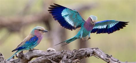 Bird Species Are Found in Tanzania and Kenya