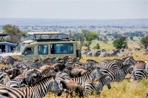 Good Safari in Kenya and Tanzania