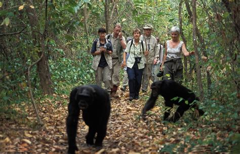 Chimpanzee Tracking in Uganda