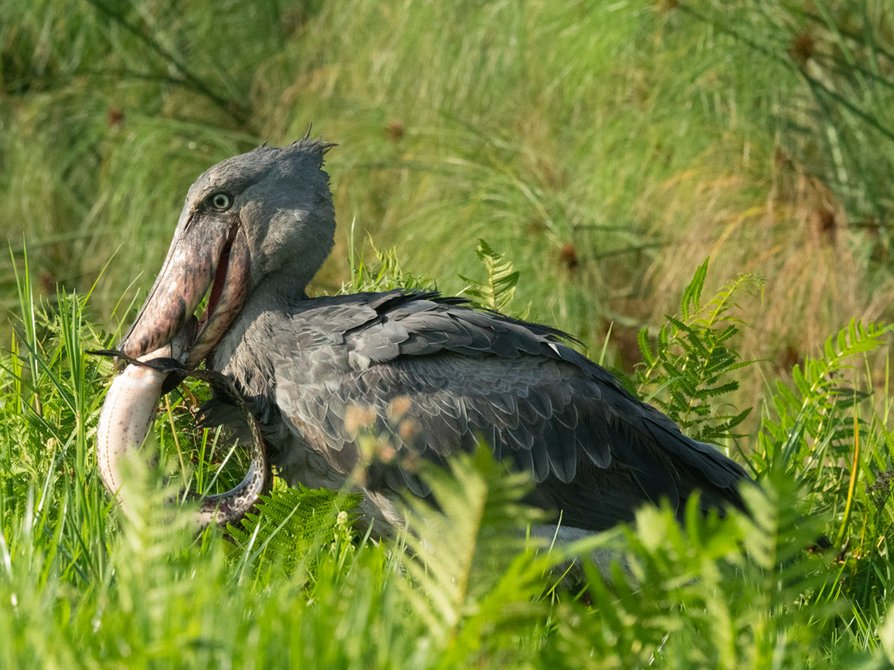 Shoebill Stock At Ziwa Rhino Sanctuary