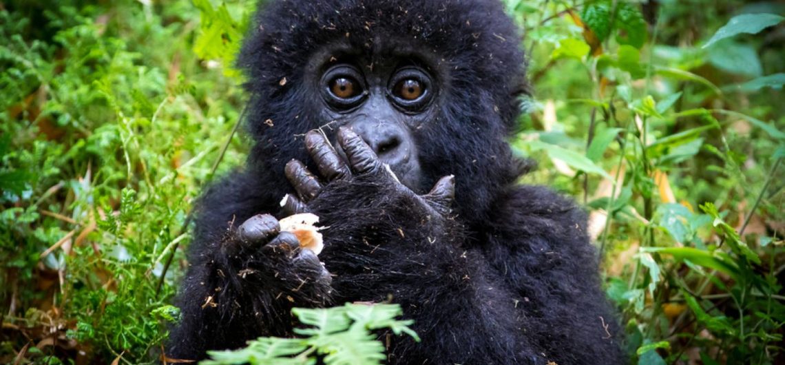 Gorilla Trekking & Wildlife Experience