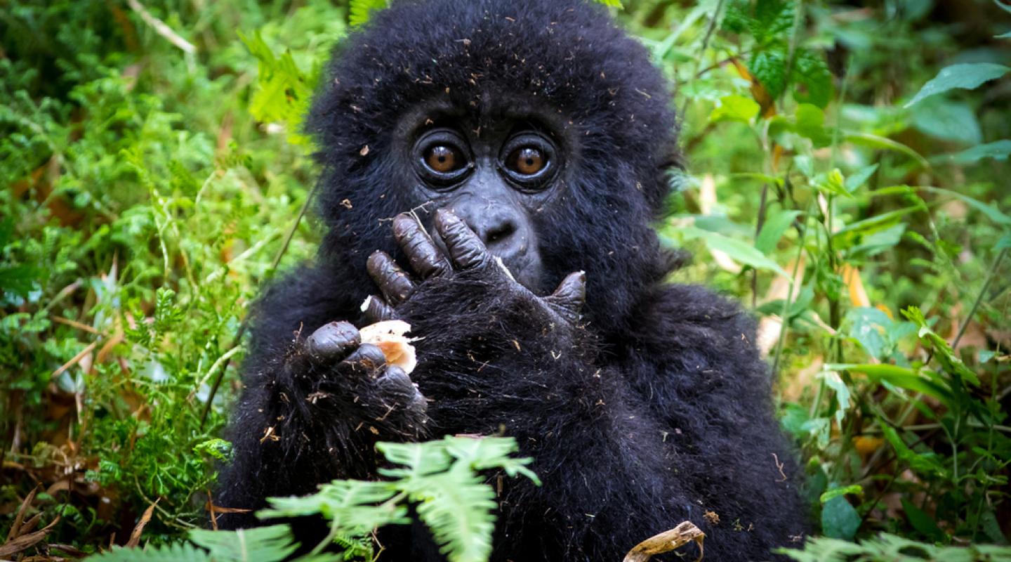 Gorilla Trekking & Wildlife Experience
