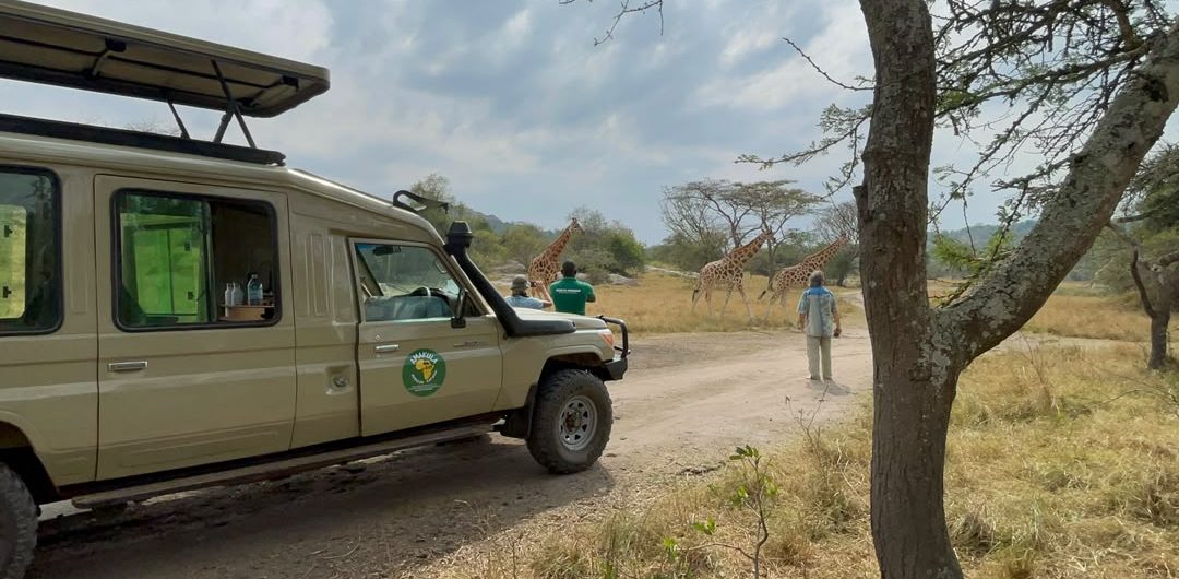 Are Game Drives Safe in Uganda? A Comprehensive Traveler’s Guide