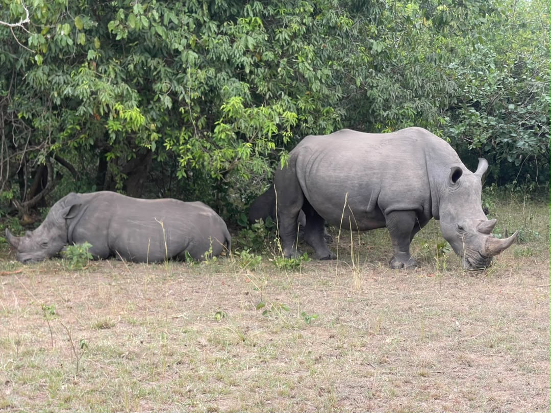 Rhinos At Ziwa