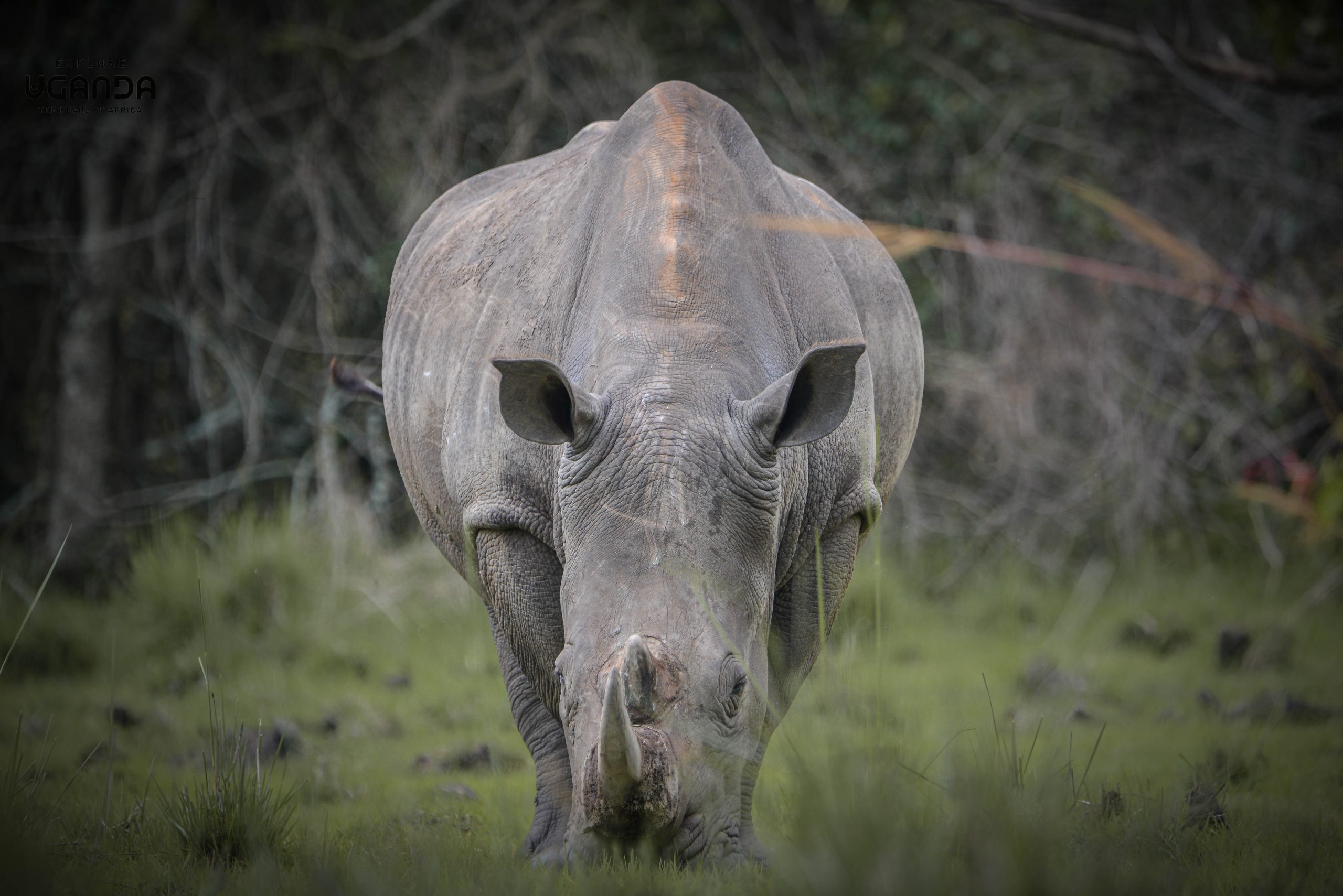 Rhino At The Ziwa Rhino Sanctuary