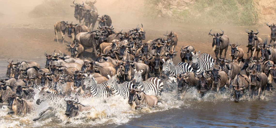 How Many Animals Participate in the Great Migration?