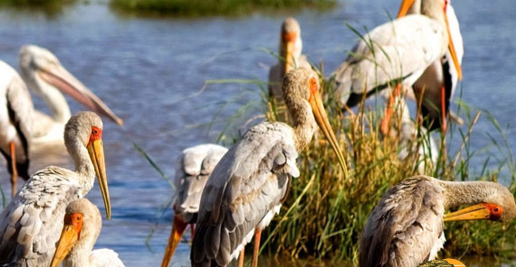 How Many Bird Species Are Found in Tanzania and Kenya? A Complete Guide to East Africa’s Birding Paradise