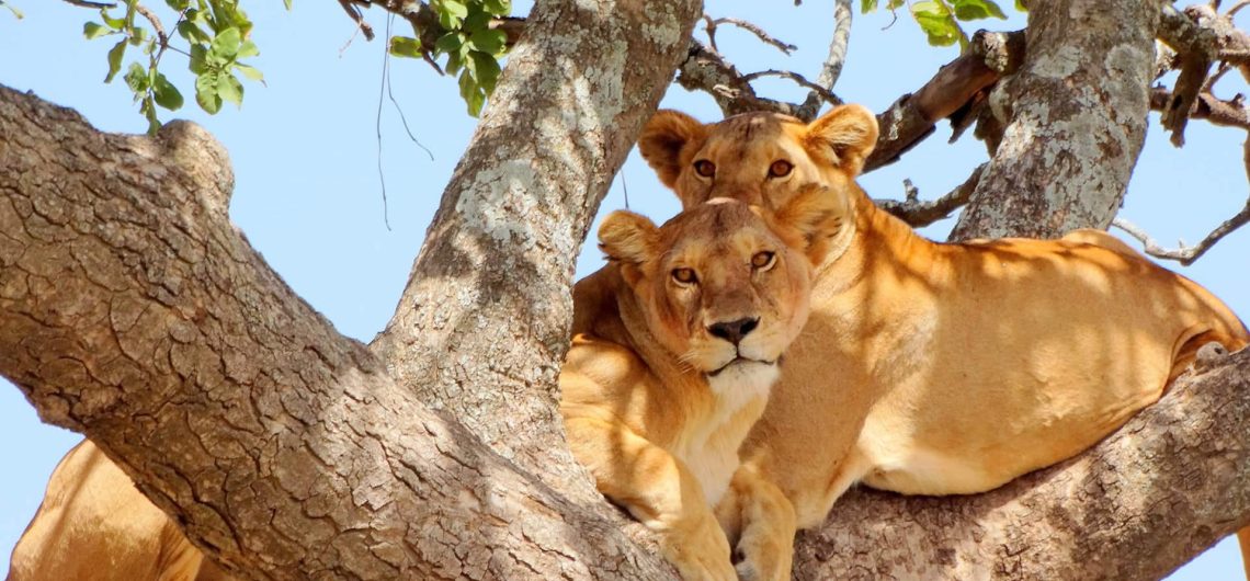 Lions