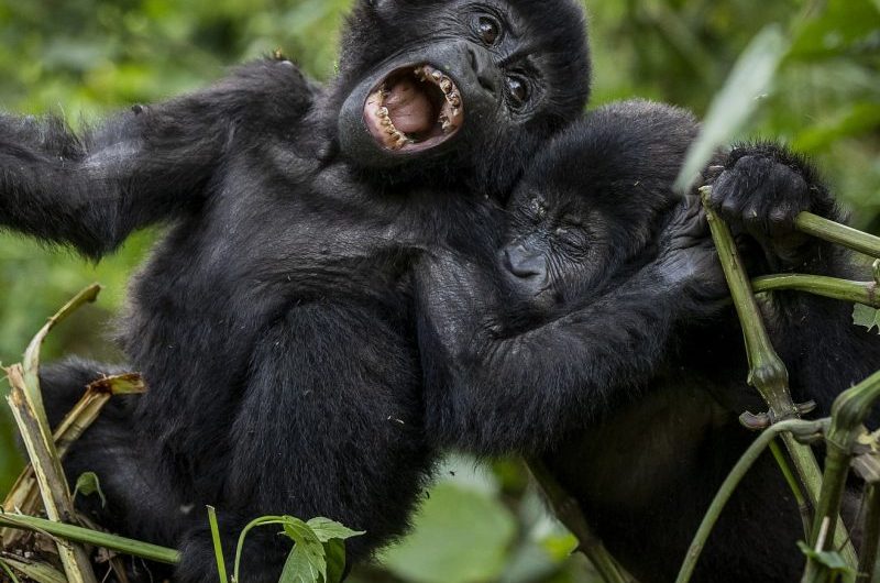 Best time to see gorillas in Uganda with Amakula African safaris