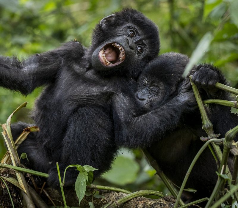 Best time for gorilla trekking in Uganda