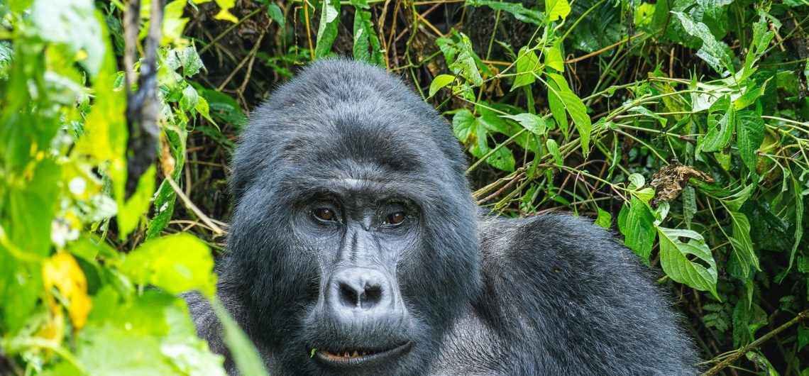 Is It Safe to Go for a Gorilla Trekking Safari in Uganda? A Complete Safety Guide for 2025