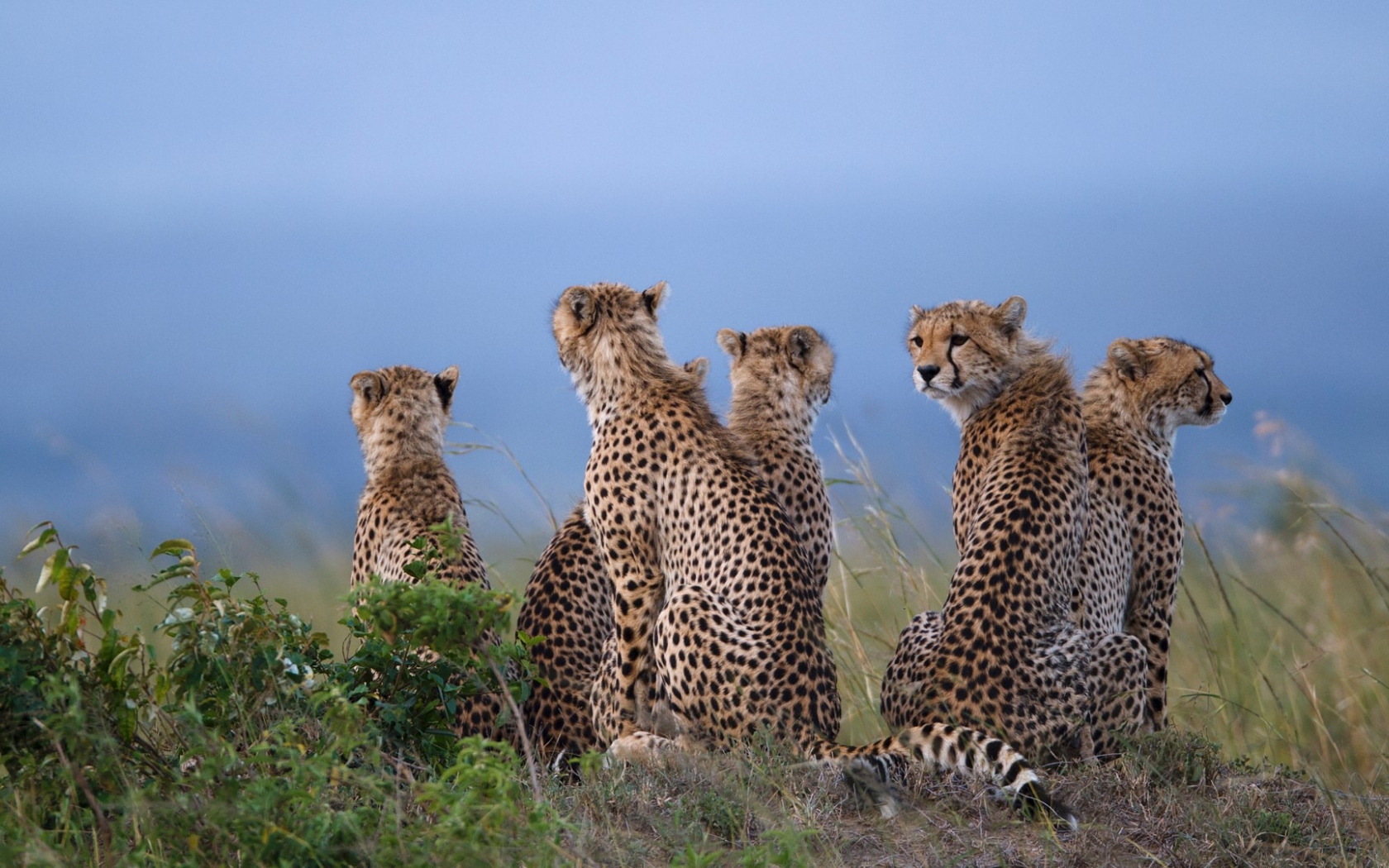 Game Drive In Kidepo National National Park