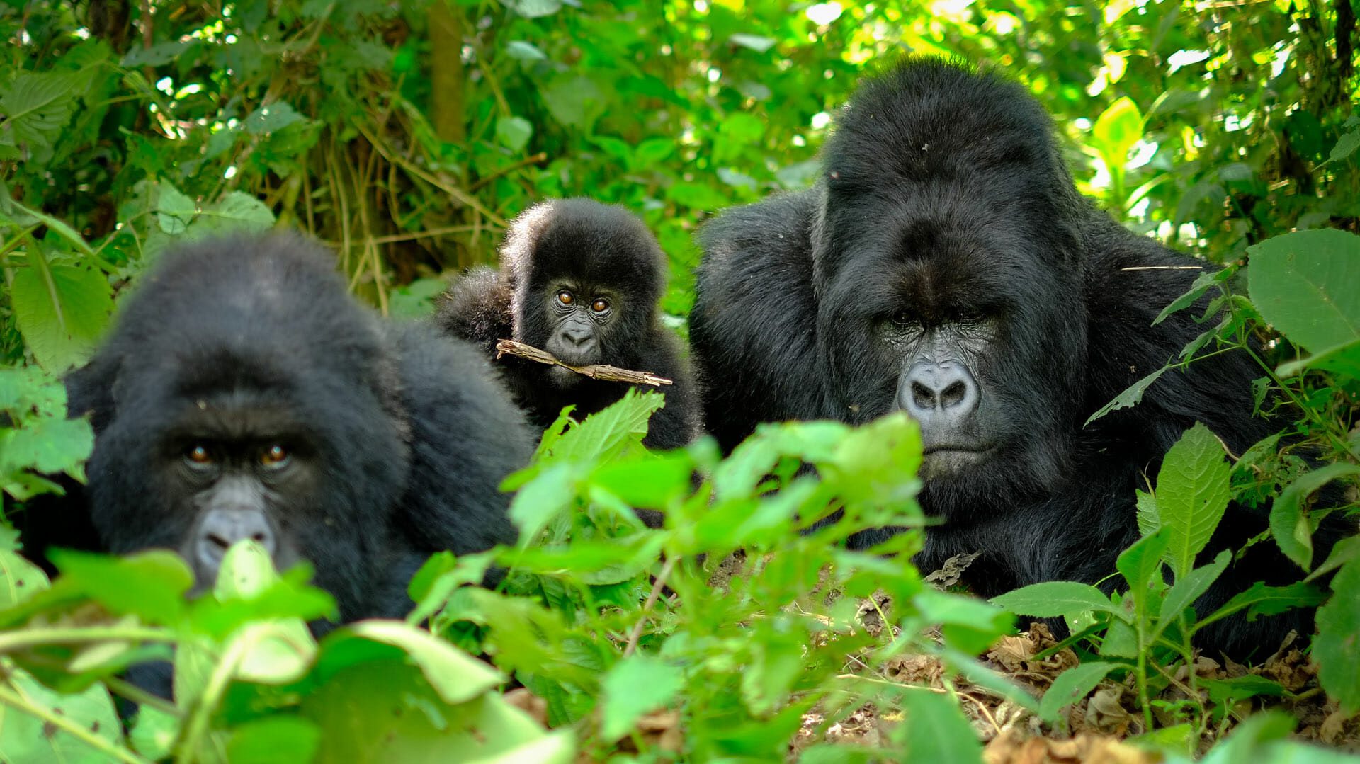 Gorilla In Virunga -Volcanoes National Park In Rwanda