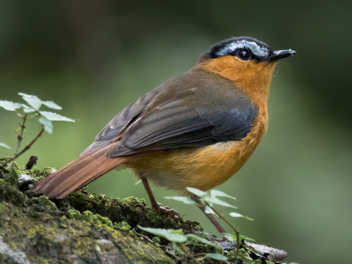 Uganda Birding Safari with Amakula African Safaris