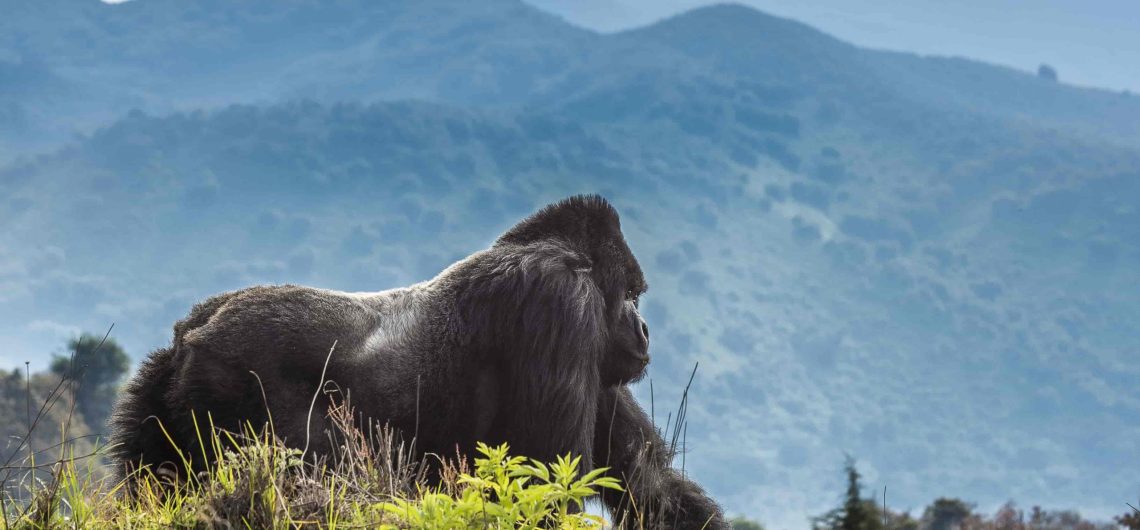 Gorilla In Virunga -Volcanoes National Park In Rwanda