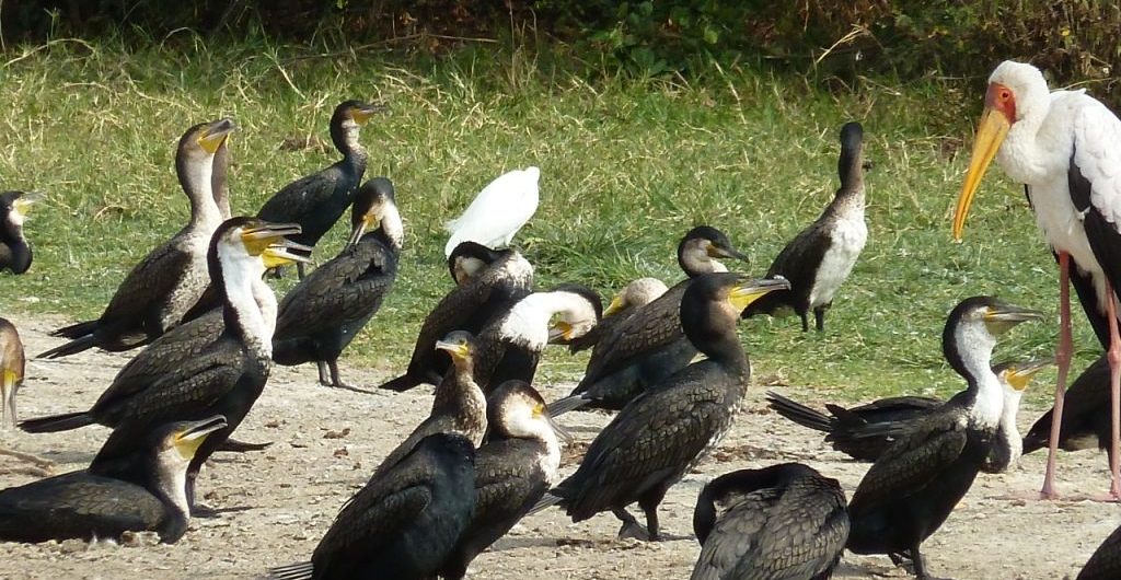 Uganda Birding Safari with Amakula African Safaris