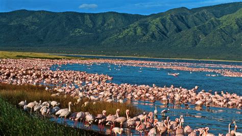 6 Days Of Birding Safari In Kenya