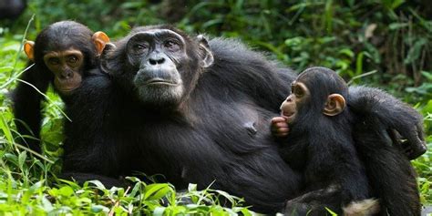 6-Days Of Gorilla Trekking & Chimps Safari in Kalinzu