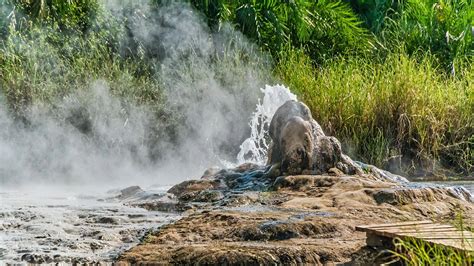 8 Days Of Uganda Albertine Rift Region Birding Safari