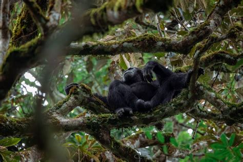 14 Days Of Uganda Safari