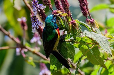 19 Days Of Ultimate Uganda Birding Tour