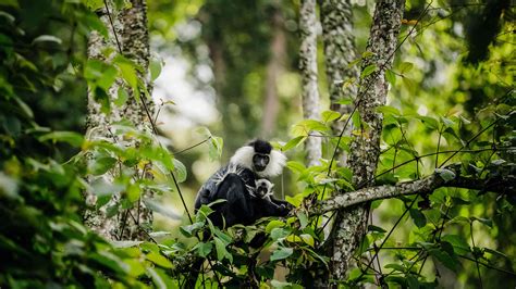 13 Days Of Uganda-Rwanda Safari