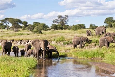 10-Days of Safari Through Tanzania’s Iconic Parks